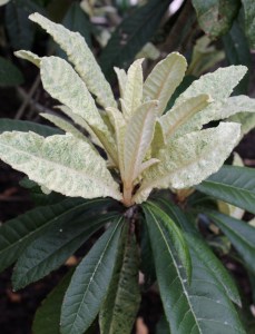 Eriobotrya japonica white new growth