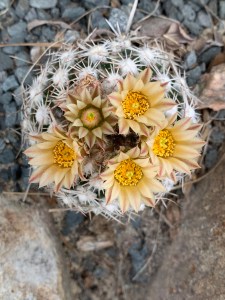 Escobaria robbinsorum