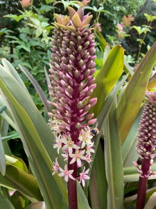 Eucomis comosa 'Sparkling Burgundy'
