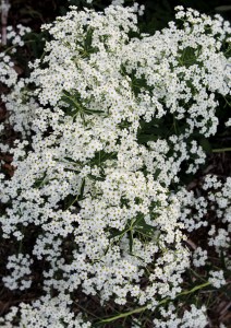 Euphorbia corollata 'Carolina Snow'