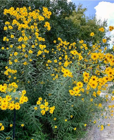 Fall Native Plants class