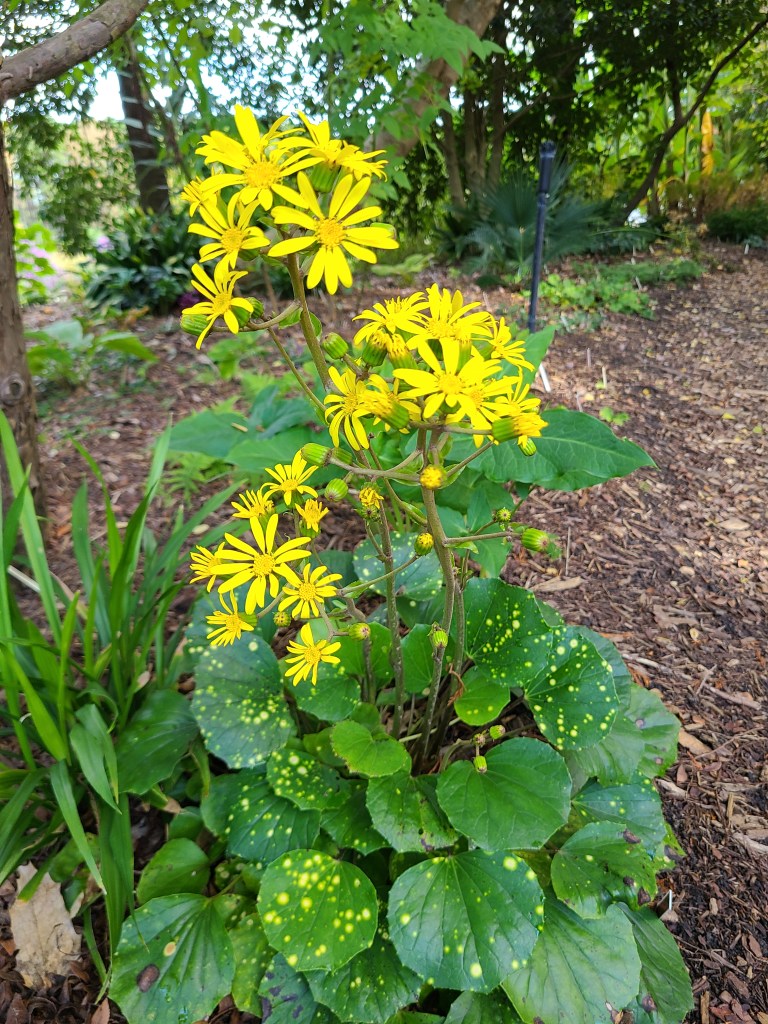 Farfugium japonicum var. luchuense 'Basho Ogi' 