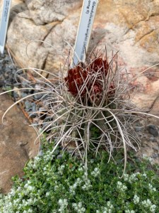 Glandulicactus wrightii in bloom