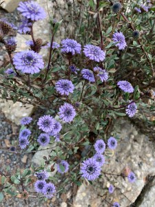 Globularia alypum
