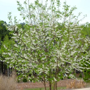 Halesia diptera var. magniflora 'Pine Apple'