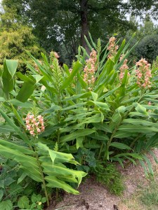 Hedychium 'Thai Pink Profusion'