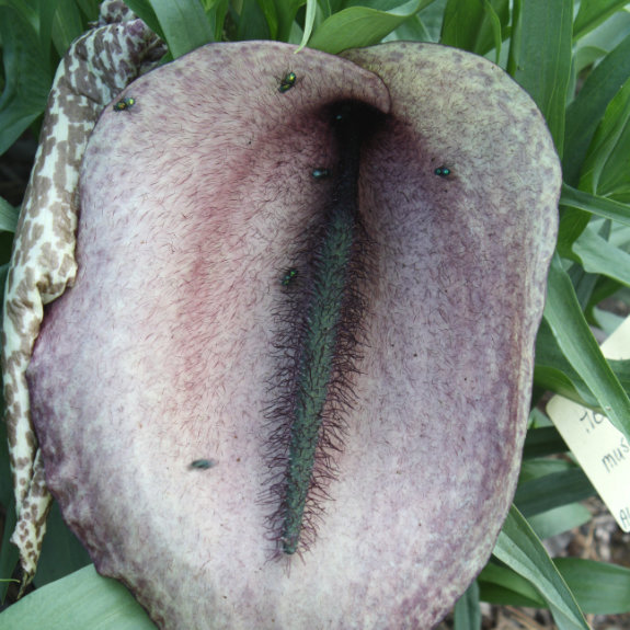 Helicodiceros muscivorus flower