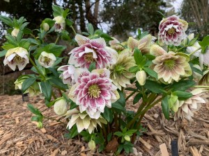 Helleborus x hybridus 'Painted Doubles'