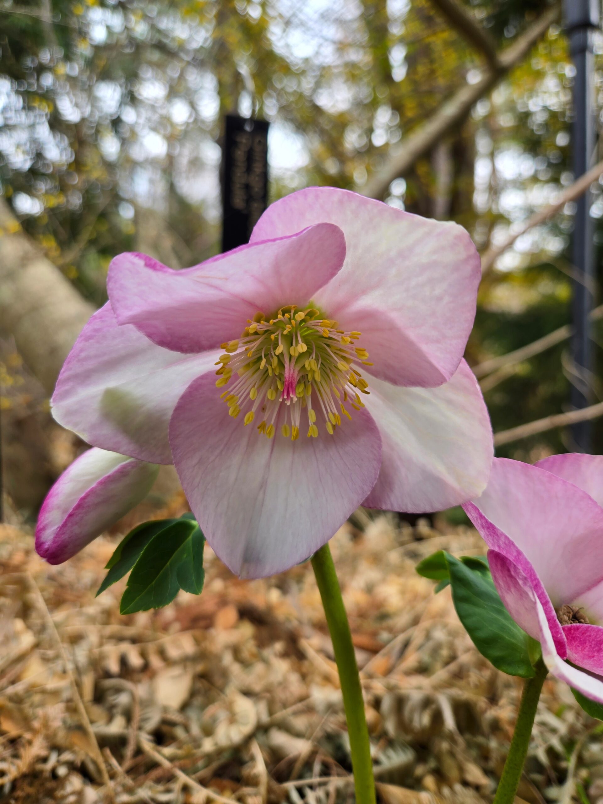 Helleborus x lemperi 'Liara'