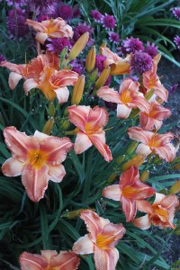 Hemerocallis 'Alabama Jubilee'