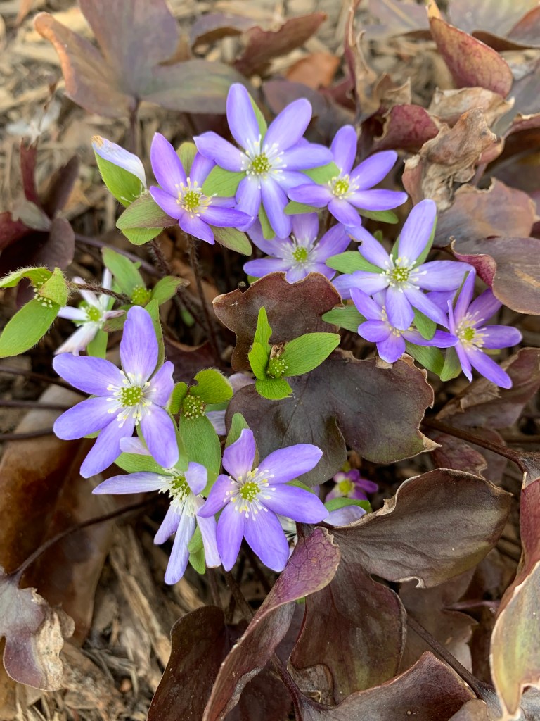Spring ephemerals class