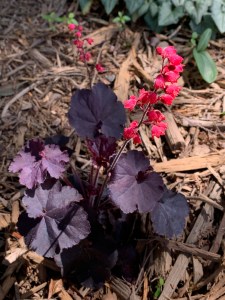 Heuchera 'Black Forest Cake'