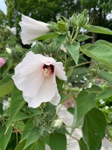 Hibiscus incanus