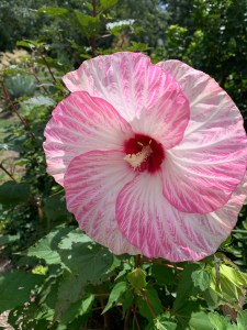 Hibiscus 'Spinderella'