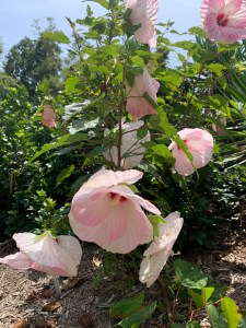 Hibiscus 'Spinderella'