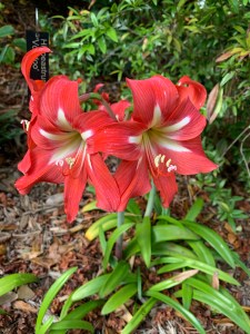 Hippeastrum 'Voodoo'