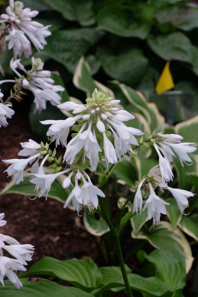 Hosta 'Menorah'