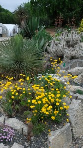 Hymenoxys scaposa, Yucca linearifolia, Cylindropuntia x multigeniculata