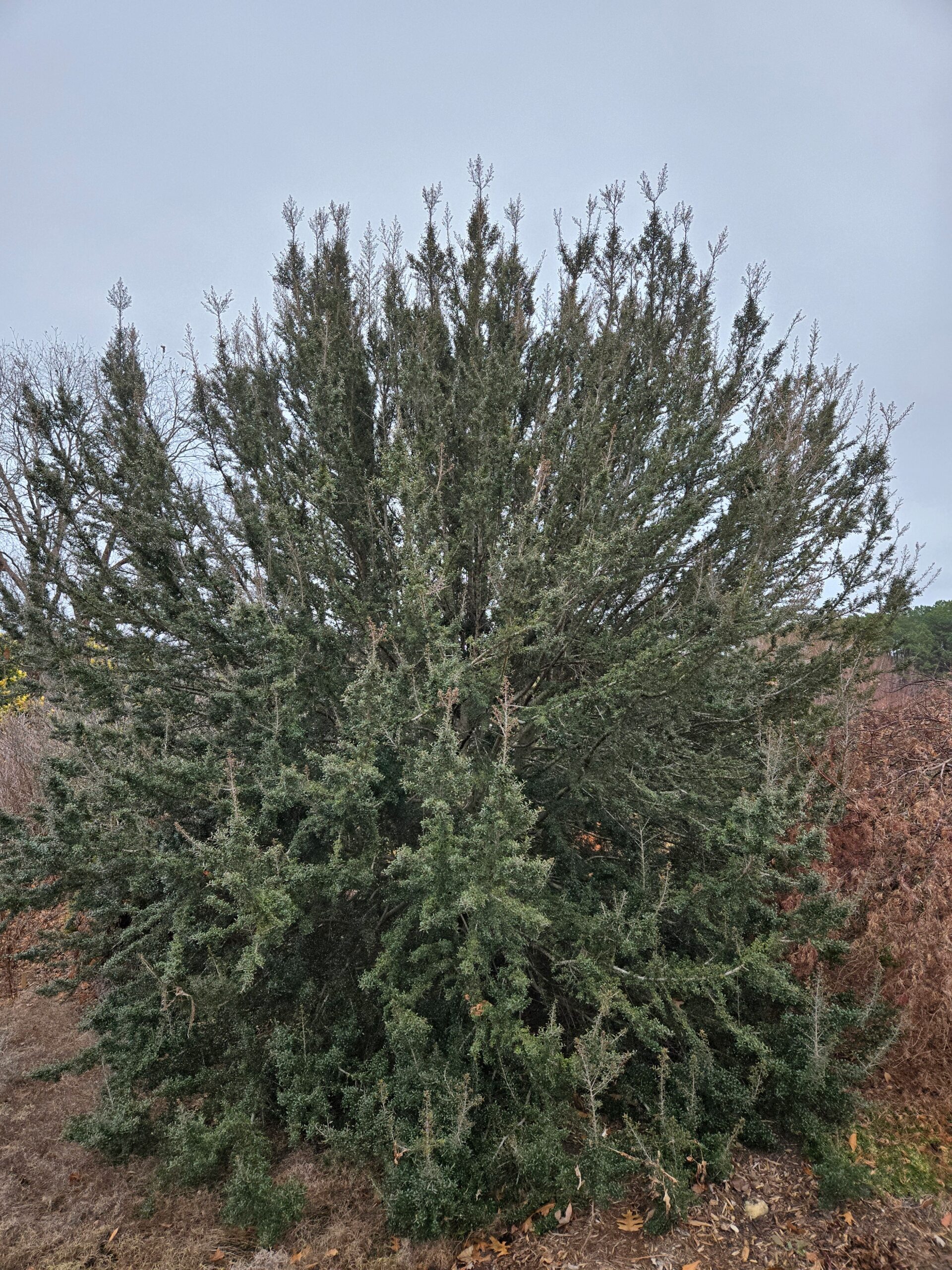 Ilex vomitoria 'Gray's Little Leaf'