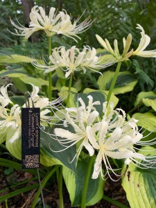 Lycoris x straminea 'Caldwell's Original' in bloom