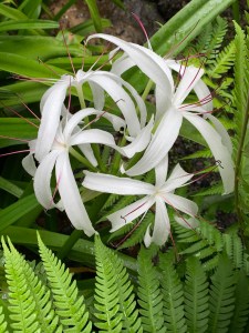Crinum lily in the bog garden