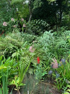 Bog garden plantings with lobelia, ferns, and giant joe pye weed.