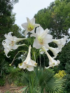 Lillium formosanum