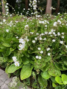 Echinodorus bracteatus 'Lantau Lady'
