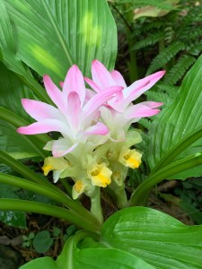 Curcuma longa in bloom