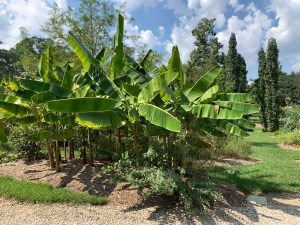 Musa 'Helen's Hybrid' grove