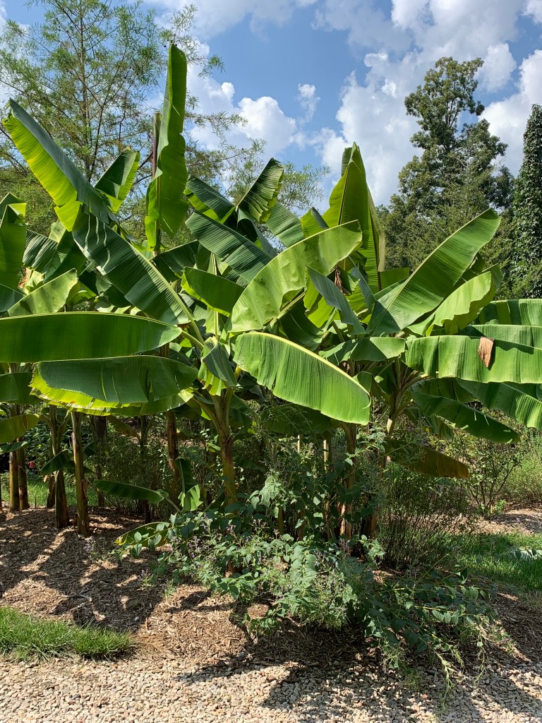 Musa basjoo patch in Souto Garden