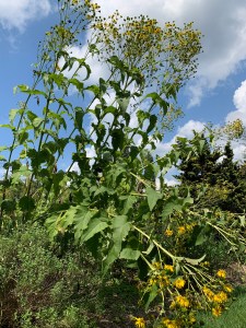 Giant Silphium in bloom