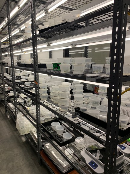 Finished shelving with plant stock