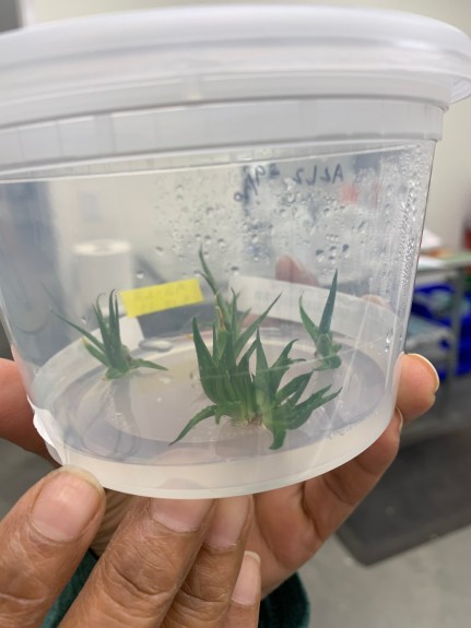 TC plantlets growing in a gel medium