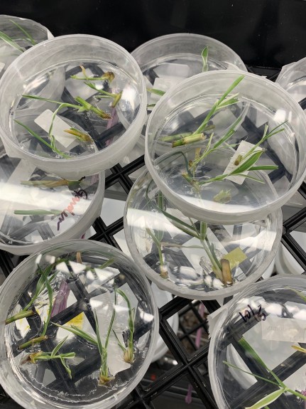 TC plantlets in petri dishes