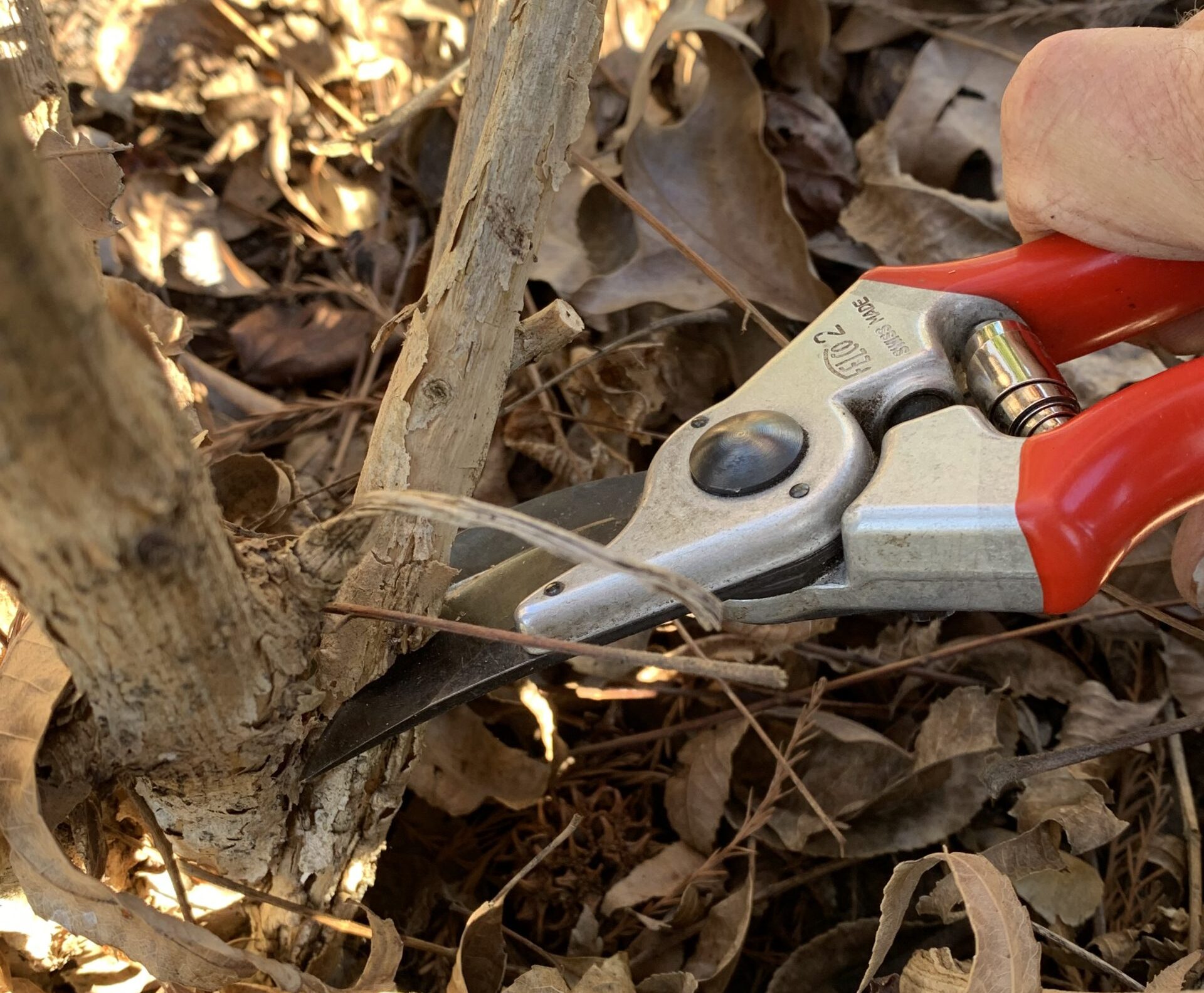 Renewal pruning class