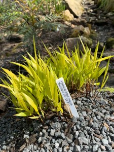 Hakonechloa macra 'Sunflare'