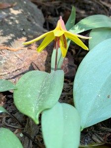 Erythronium americanum 'Silver Pigeon'