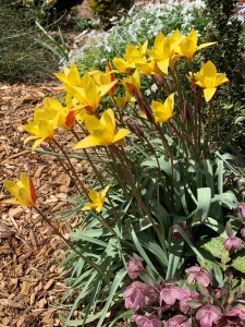 Tulipa clusiana var. chrysantha 'Tubergen's Gem'