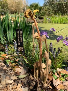 Osmunda cinnamomea fiddle heads
