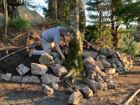 Jeremy Schmidt stacking rocks around Magnolia 'Laura Saylor'