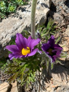 Pulsatilla subslavica ex Muran, Slovakia