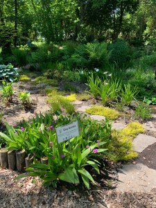 Bog garden in spring