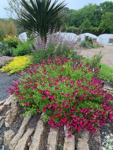 Salvia, baptisia and yucca in the parking lot berm