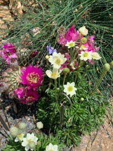 Blooming cacti in rock garden