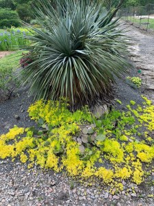 Dasylirion with Sedum 'Lemon Coral'