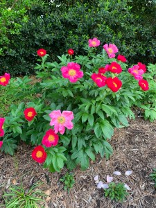 Paeonia 'Scarlet O'Hara'