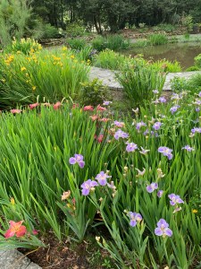 Louisiana irises by the sunken pond