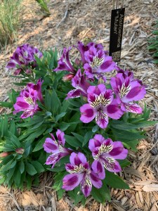 Alstroemeria 'Mulan'