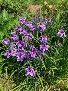 Iris ensata 'Tora Tora'